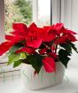 Poinsettia Planter