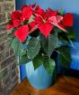Red poinsettia against blue background
