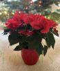 Red Poinsettia