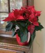 Red Poinsettia