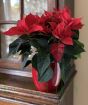 Red Poinsettia