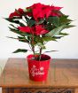 Large Red Poinsettia