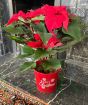 Large Red Poinsettia