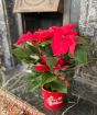 Large Red Poinsettia
