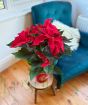 Large Red Poinsettia