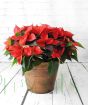 Extra large poinsettia, red