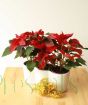 Red Poinsettia 