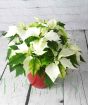 White poinsettia 2023