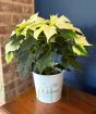 White Poinsettia