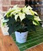 White Poinsettia
