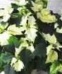 Close up of XL white poinsetttia