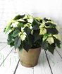 Christmas 2023 Extra large white poinsettia