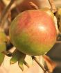 Pomegranate fruit forming