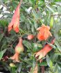 Close up of pomegranate flowers and buds