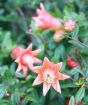 pomegranate flowers