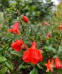 Summer Dwarf Pomegranate Flowers