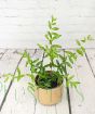 Young pomegranate from above