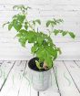 Hybrid Potato Tomato Plant