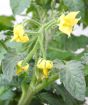 Hybrid Potato Tomato Plant