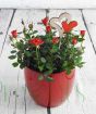 Pot of Miniature Red Roses