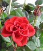 Pot of Miniature Red Roses