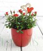 Pot of Red Roses