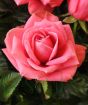 Pink Rose