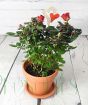 Pot of Miniature Red Roses