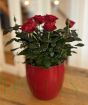 Pot of Miniature Red Roses