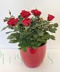 Pot of Miniature Red Roses