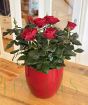 Red Roses for Valentines
