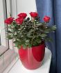 Pot of Miniature Red Roses