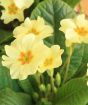 Round Primrose Planter       