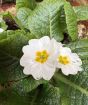 Round Primrose Planter       