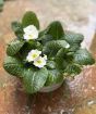 Round Primrose Planter       