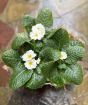 Round Primrose Planter       