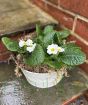 Round Primrose Planter       