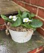 Round Primrose Planter       