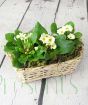 Primrose Basket