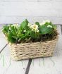 Primrose Basket