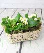 Primrose Basket