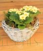 Primrose Planter  NOT IN USE  