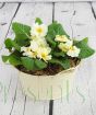 Round Primrose Planter
