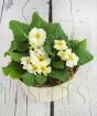 Primrose Planter from above