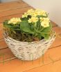 Primrose Planter  NOT IN USE  