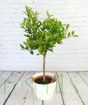 Large lemon Pursha with pot