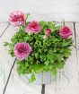 Pink ranunculus