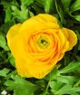 Ranunculus