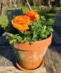 Orange ranunculus