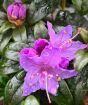 Purple Rhododendron flowers